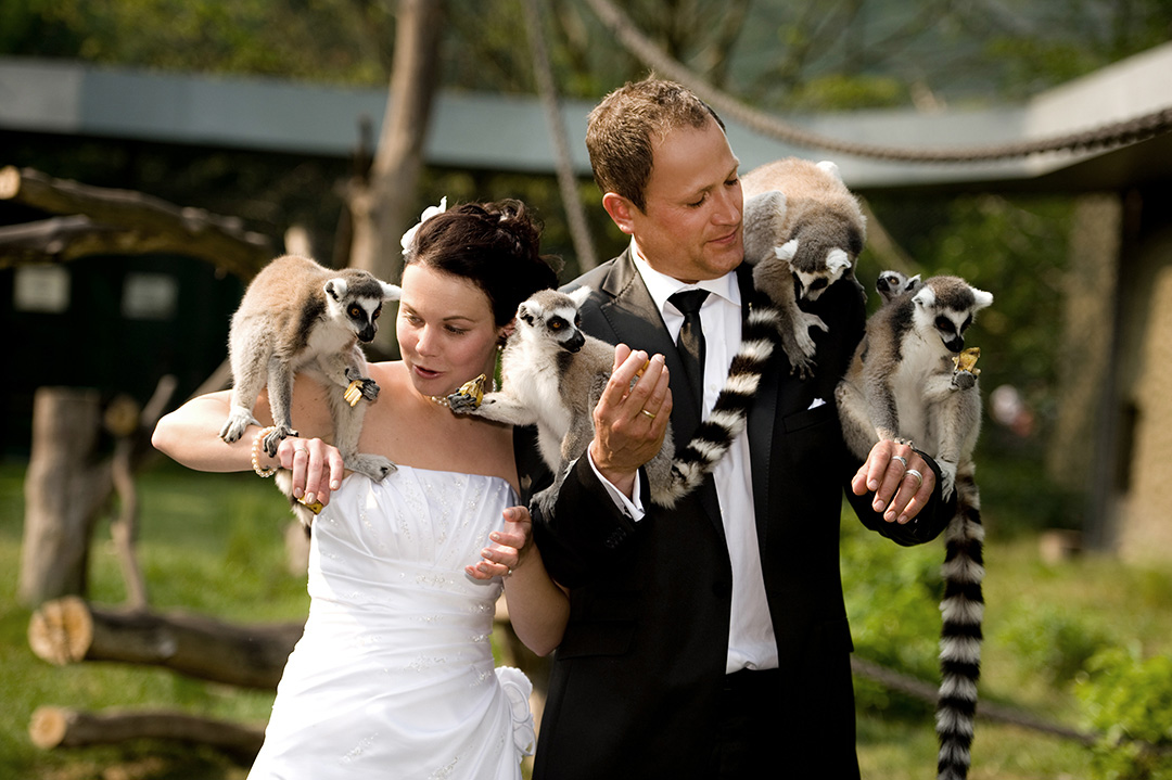 Rudek Fotografie Hochzeitspaar mit Meerkatzen